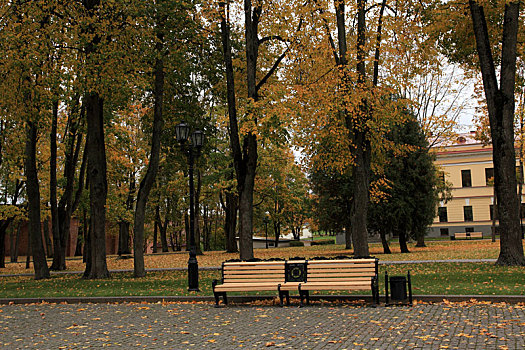 秋天的树林木椅