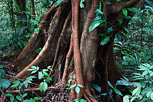 雨林,室内,古农列尤择国家公园,苏门答腊岛,印度尼西亚