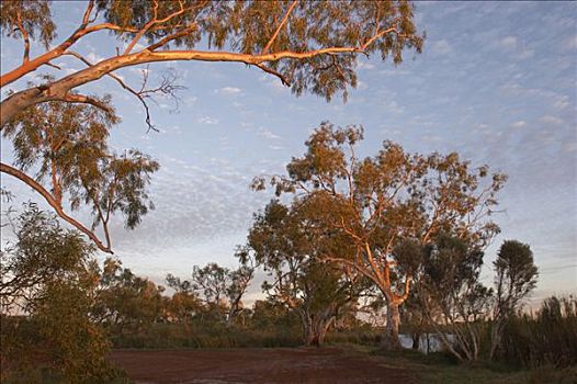 树,深,水池,国家公园,区域,西澳大利亚