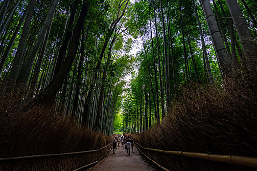 日本京都嵯峨野竹林风光