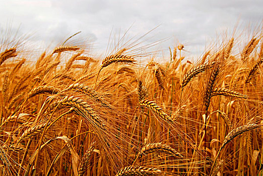 金色,小麦,农田,特写,穗