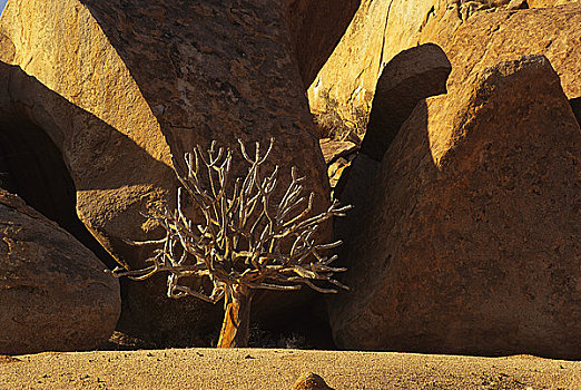 树,石头,里希特斯韦德国家公园,南非