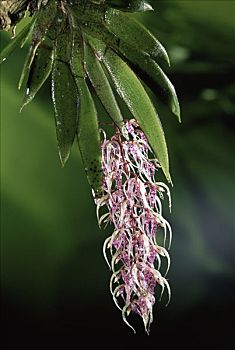 兰花,蒙特维多云雾森林自然保护区,哥斯达黎加