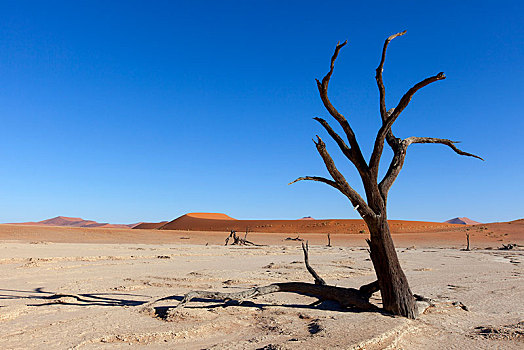 树,沙漠,死亡谷,索苏维来地区,纳米比诺克陆夫国家公园,纳米布沙漠,纳米比亚,非洲