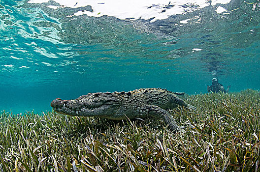 水下视角,鳄鱼,海草,浅水,环礁,墨西哥