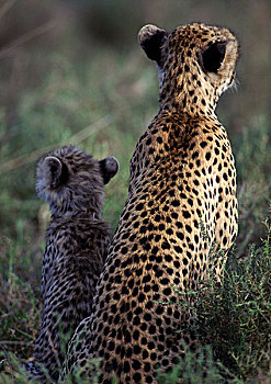 东方,非洲猎豹,母亲,幼兽,坐,亲密,一起,后视图