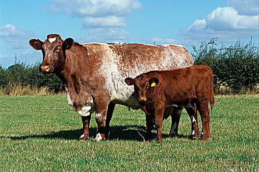 家牛,牛肉,母牛,幼兽,站立,地点,剑桥郡,英格兰,欧洲