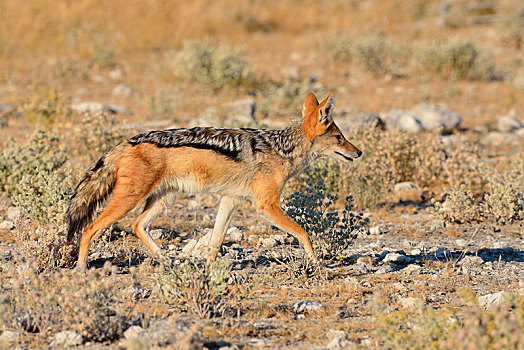 黑背狐狼,黑背豺,走,干燥,地面,埃托沙国家公园,纳米比亚,非洲