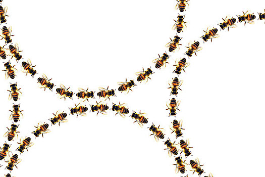 蜜蜂,圆,走,构图