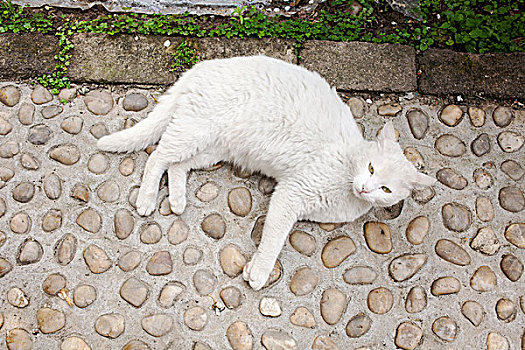 猫咪,白猫,躺着的