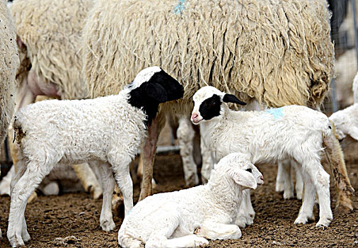 养殖,羊