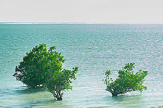 红树,海洋,马达加斯加
