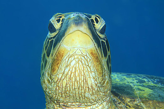 绿海龟,龟类,动物,海滩,民都洛,菲律宾,亚洲