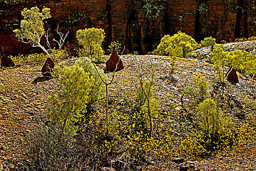 桉树,树,风景,卡瑞吉尼国家公园,西澳大利亚州,澳大利亚