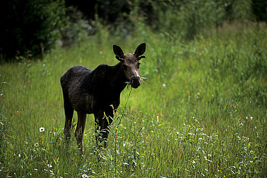 加拿大,艾伯塔省,落基山脉,幼兽,驼鹿