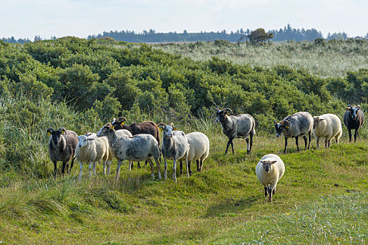 绵羊,山羊,牧群,北方,日德兰半岛,丹麦