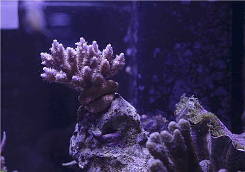 水下,水族箱,珊瑚