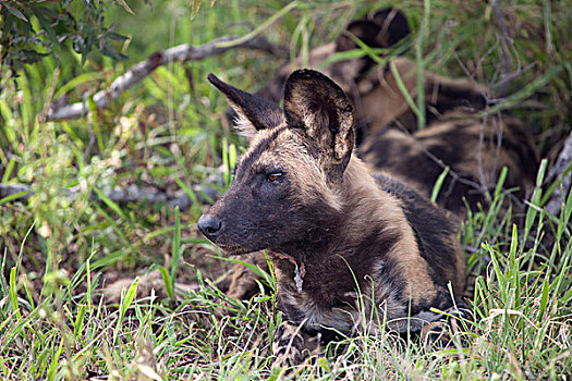 非洲野狗,非洲,涂绘,狗,非洲野犬属,卧,草丛,克鲁格国家公园,南非