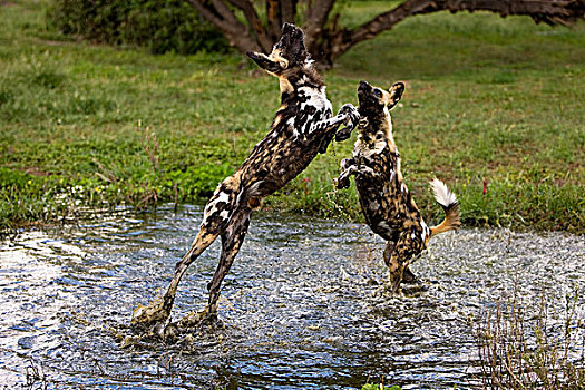 非洲野狗,非洲野犬属,成年,站在水中,洞,后腿站立,纳米比亚