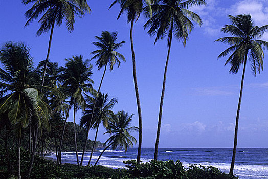 多米尼加,海岸线,大西洋