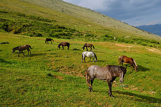 马,草场,吉洛卡斯特拉,阿尔巴尼亚,欧洲