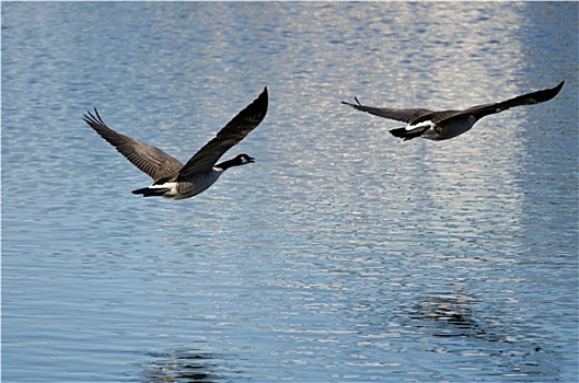 两个,黑额黑雁,飞跃,湖