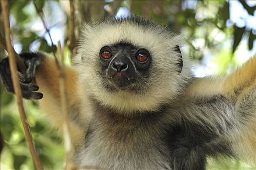 冕狐猴,肖像,安达斯巴曼塔迪亚国家公园,马达加斯加