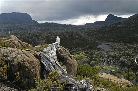 卫城,风景,迷宫,靠近,松树,山谷,奥弗兰,摇篮山,国家公园,塔斯马尼亚,澳大利亚