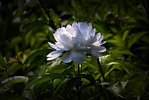 美丽芍药,芍药花