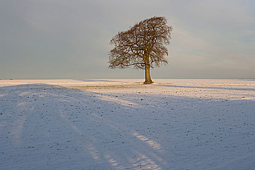 冬天,树,格洛斯特郡,英格兰,英国