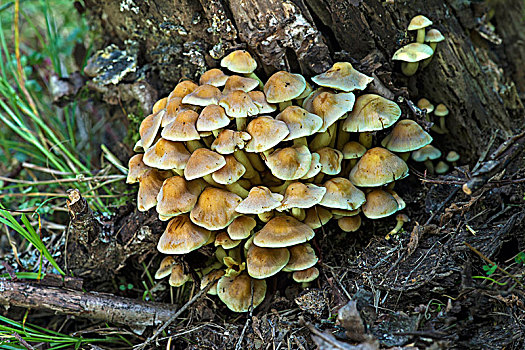 簇生垂幕菇,黄金菇,日内瓦州,瑞士,欧洲