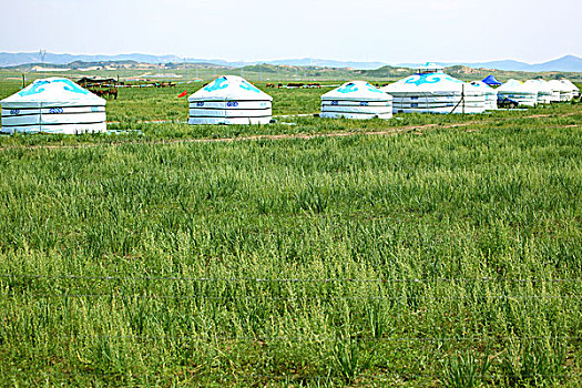 草原上的一排蒙古包