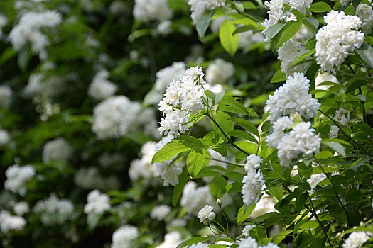 木香,木香花,白花,小白花