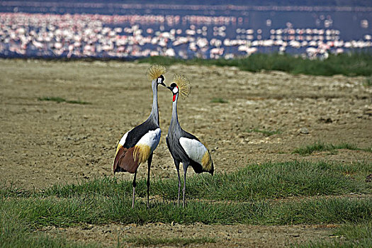 灰色,冠鹤,灰冠鹤,一对,纳库鲁,公园,火烈鸟,背景,肯尼亚
