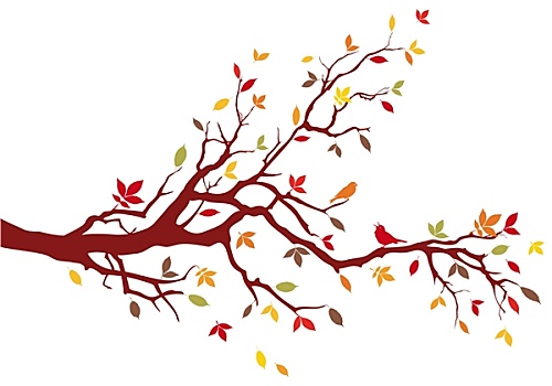 秋天,树枝