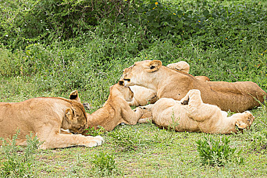 局部,狮子,自豪,幼兽,睡觉,成年,女性,新郎,醒,恩戈罗恩戈罗,保护区,坦桑尼亚
