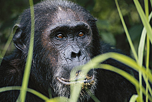 坦桑尼亚,冈贝河国家公园,雄性,黑猩猩,大幅,尺寸