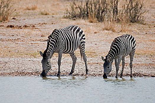 斑马,马,万基国家公园,津巴布韦,非洲
