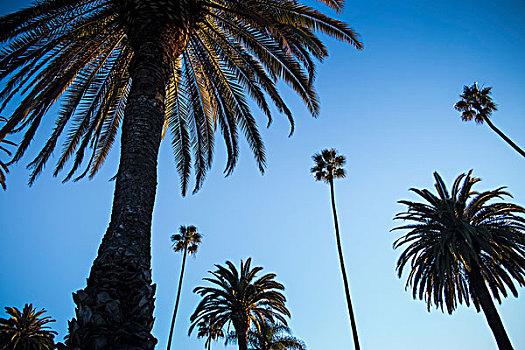 棕榈树,蓝天,比弗利山