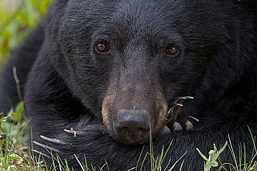 黑熊,美洲黑熊,艾伯塔省,加拿大