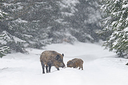 野猪,冬天,下雪,巴伐利亚,德国