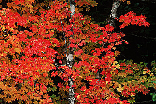藤枫,深红色,十月,不列颠哥伦比亚省,加拿大