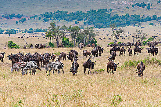 牧群,角马,马赛马拉国家保护区,肯尼亚