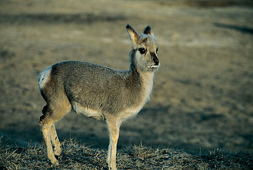 可可西里藏羚羊