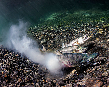 三文鱼,太平洋鲑属,产卵,水下视角,阿拉斯加,河流,夏天
