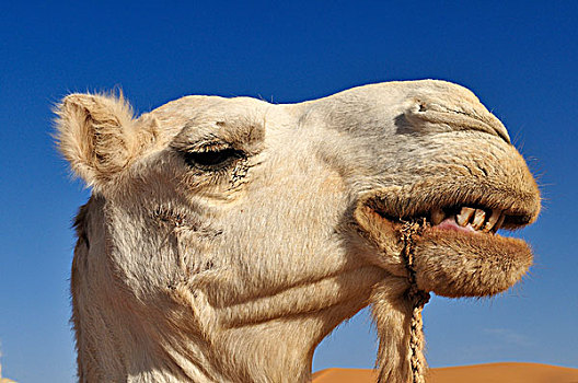 肖像,骆驼,阿德拉尔,阿尔及利亚,撒哈拉沙漠,北非