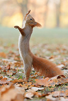 松鼠,站立,后腿,伸展,向上,城市公园,秋天,莱比锡,萨克森,德国,欧洲
