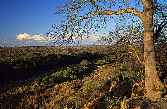 灌丛草原,区域,克鲁格国家公园,南非