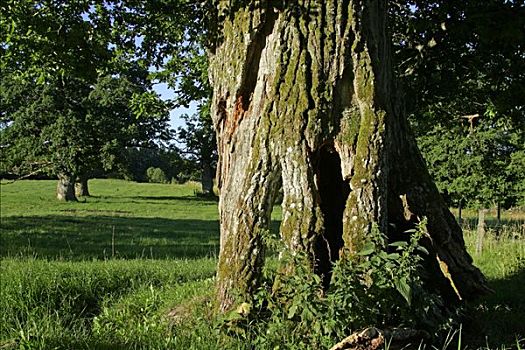 800年,橡树,瑞典,早晨,亮光,栎属,栎树