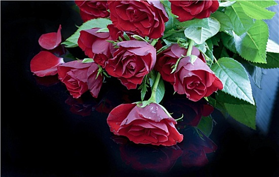 浪漫,红玫瑰,序列